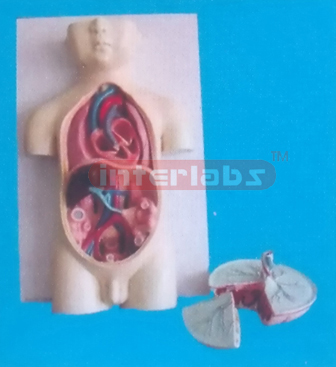 HUMAN FETUS BLOOD CIRCLMODEL WITH PLACENTA